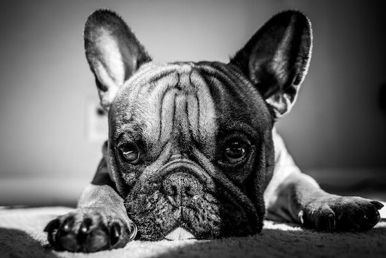a black and white photo of Chaos, a french bulldog, looking at the camera.