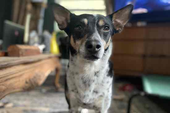 Loc Nar, a Border Collie, Lab, Chihuahua, and terrier mix staring at the camera. He has large ears, a black head, and speckled black and brown spots. He is staring at the camera with his light brown eyebrows raised.