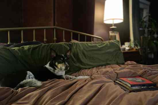 Loc Nar, a border collie mix, sitting on velvet bedding