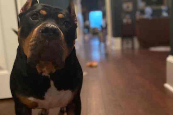 Nox, a tricolor bully breed looking at the camera with his head tilted