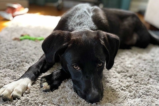 A lab mix named Livvy laying on a grey, fluffy carpet looking at the camera with her eyes up and nose down to the ground.