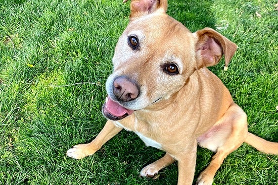 a fawn colored pit mix named Macky sitting in the grass looking at the camera