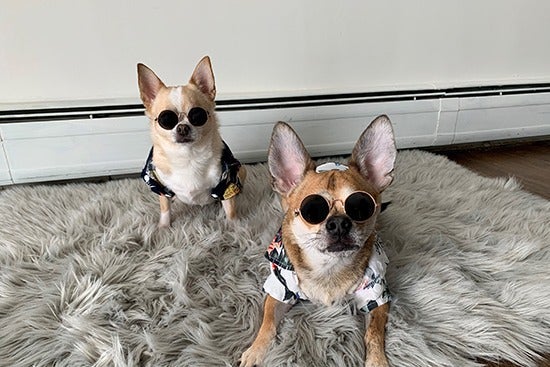 two dogs named matcha and mango in matching hawaiin shirt and sunglasses