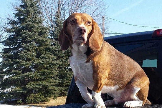 A beagle named Miloh sitting in the back of a pickup truck in front of fir trees.