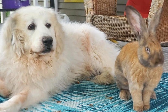 Great Pyrenees named Indrik with his best bud Radigast the rabbit.