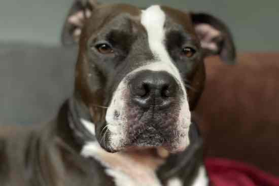 General, a mix breed black and white dog, looking at the camera