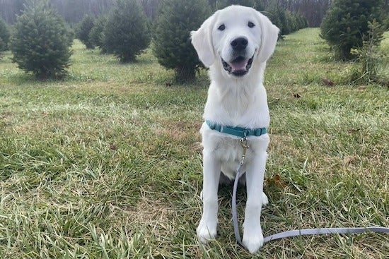 Honey is a Golden Retriever pup