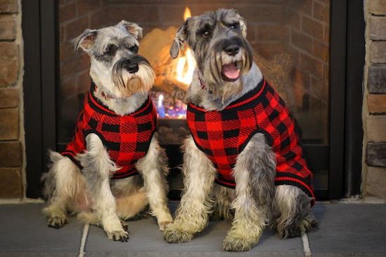 Riley and Desmond, two schnauzers sitting in front of a fireplace wearing matching red plaid sweaters