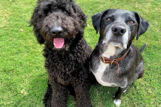 Benij and Jack, two pups sitting in the grass looking at the camera.