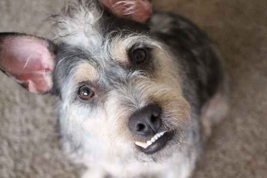 Guinness, a shepherd and schnauzer mix looking at the camera with his snaggle tooth