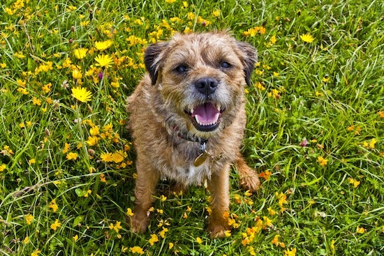 Hamish, a border terrier, sitting in the grass surrounded by yellow flowers. Mishy is looking at the camera and has his mouth open.