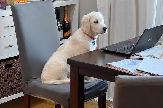 Emma is an English Golden Retriever sitting in front of a laptop