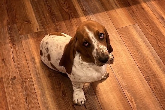 Olive is a quintessential Basset Hound, pursuing belly rubs and food in equal measure.
