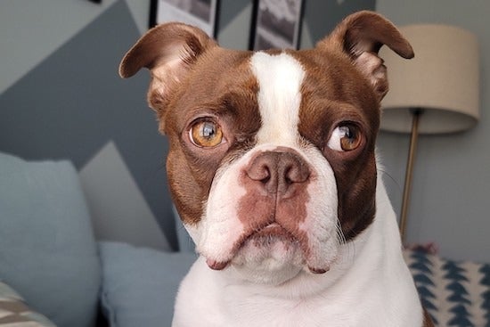 Pumpkin is a Boston Terrier who loves to go on walks, play fetch, and burrow under blankets, and is guaranteed to snore loudly during meetings.