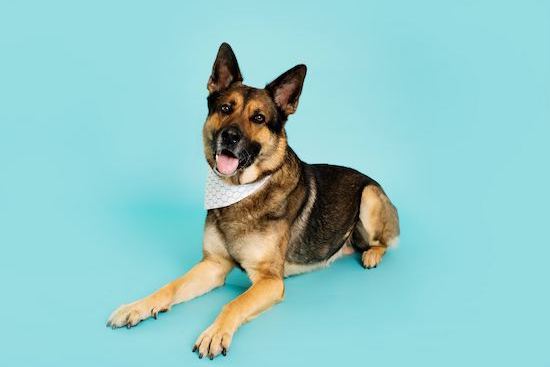 Ruger, a german shepherd, laying in front of an aqua background. Ruger is looking at the camera with his mouth open, wearing a white bandana.