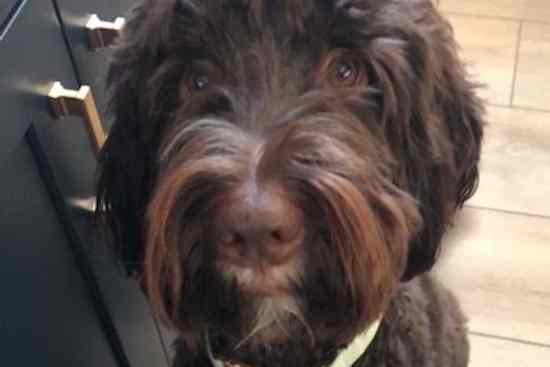 Charlie Halsey the Australian Labradoodle