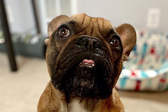 Chaos, a fawn colored French Bulldog