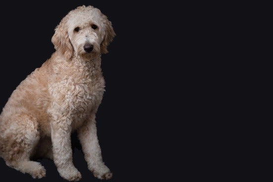 Belle Lee, a Goldendoodle looking at the camera in front of a black background
