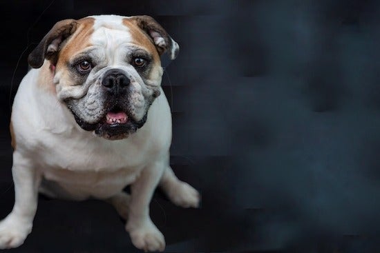 A bulldog in front of a dark background looking at the camera