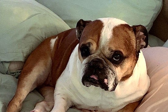 Greathouse, a bulldog, sitting among grey and pink pillows on a bed