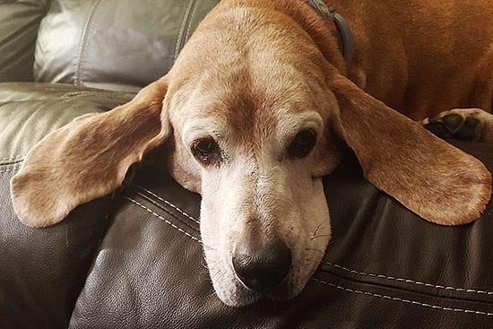 Kaylee, a light brown basset, laying on a brown leather sofa with her ears spread in front of her