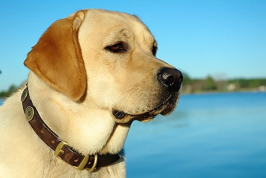 Millie, a golden lab, wearing a brown leather collar in front of a slightly blurry water background