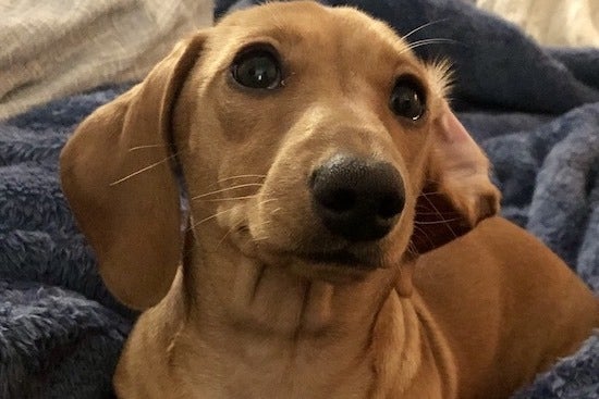 Penny, 6 month old clear red mini dachshund pup
