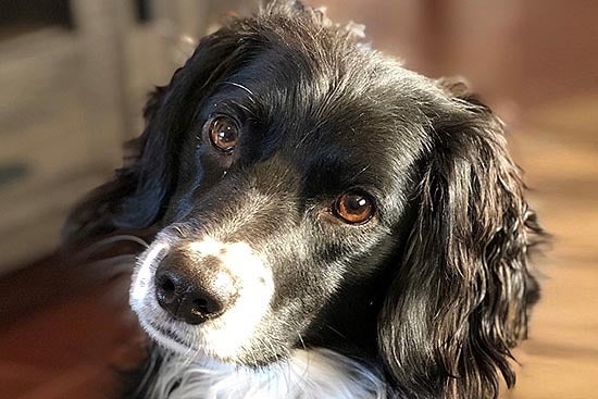 Rocco, a Spaniel, looking at the camera