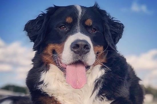 A Bernese mountain dog named Samson