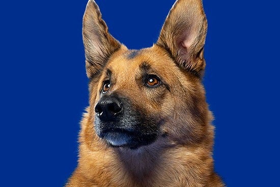 Sir, a sheppherd, looking slightly away from the camera in front of a blue background