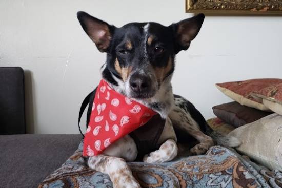 Loc Nar, a rat terrier mix adopted from NAWS in Mokena, Illinois in a red bandanna