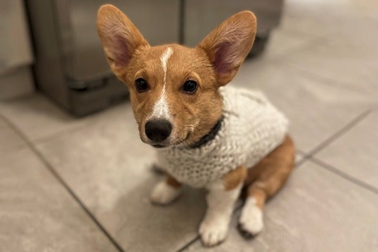 A small, young Corgi named Velma wearing a white knitted sweater